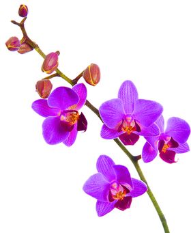 鲜花装饰