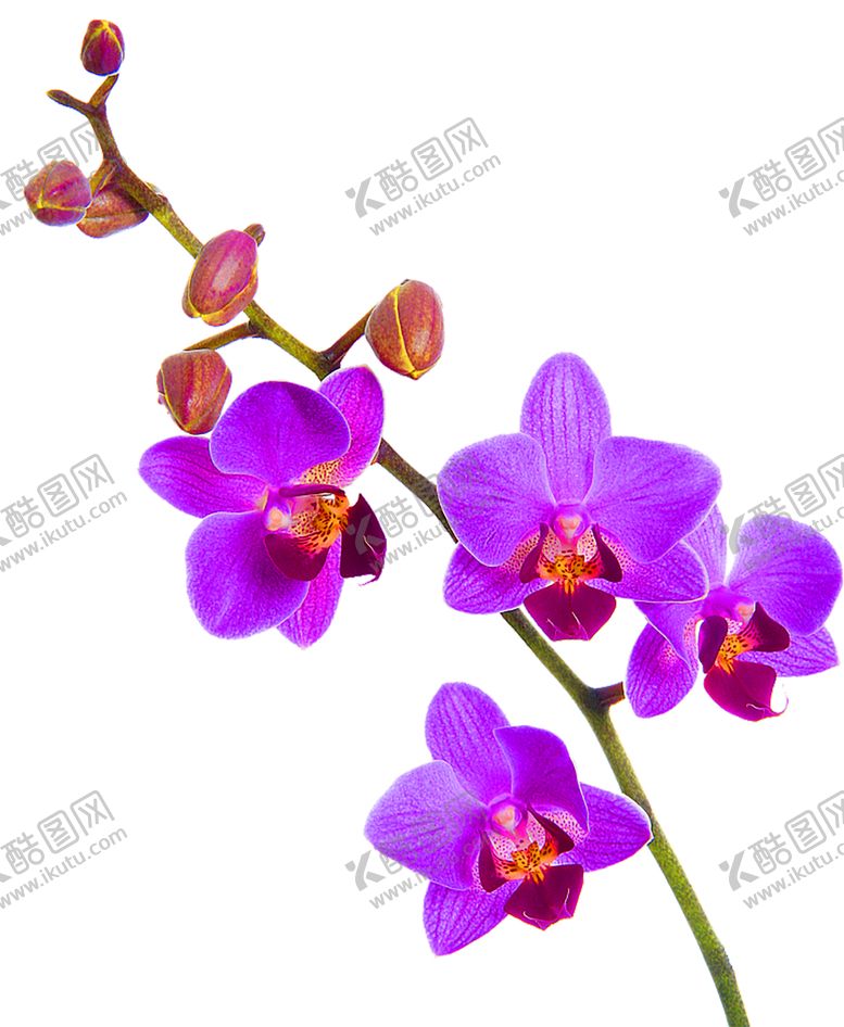 编号：56313607061723533478【酷图网】源文件下载-鲜花装饰