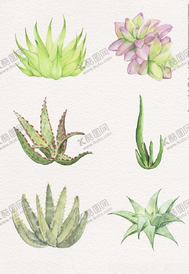 编号：47952811012302506970【酷图网】源文件下载-手绘芦荟