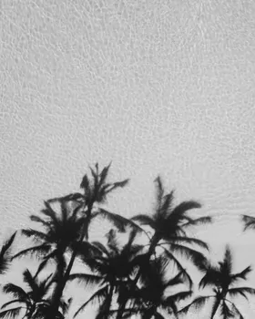 椰树花草棕榈摄影植物