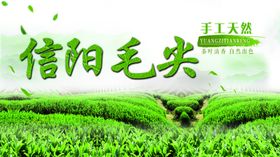 信阳毛尖
