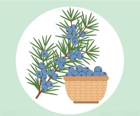 手绘蓝莓