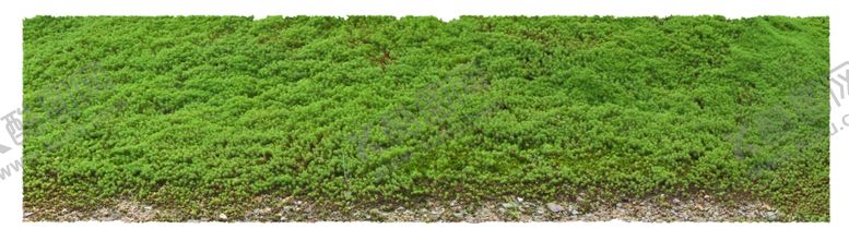 编号：94284110121731419834【酷图网】源文件下载-桧叶金藓苔藓