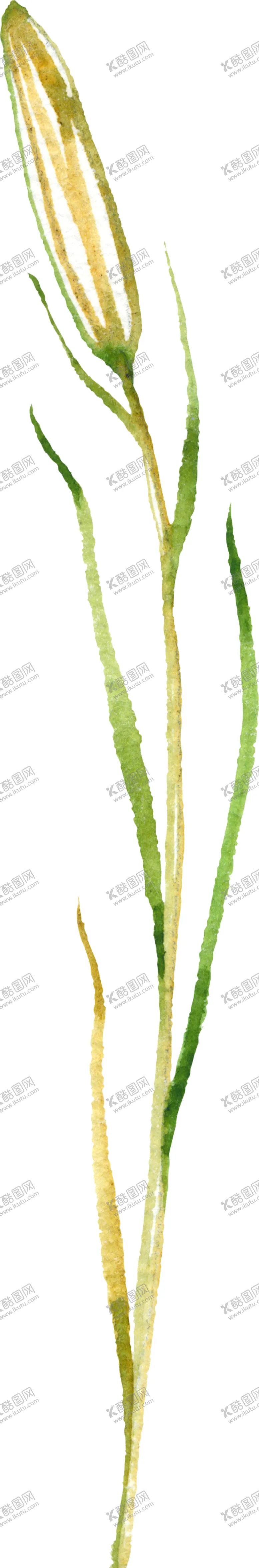 编号：53588306282120309951【酷图网】源文件下载-水彩手绘花卉花朵植物
