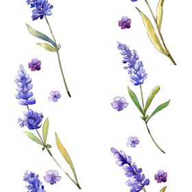 薰衣草边框