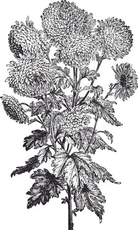 线描植物