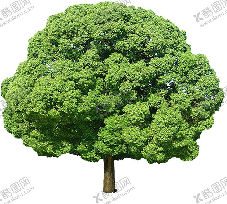 编号：15301610310424396936【酷图网】源文件下载-透明大树png素材