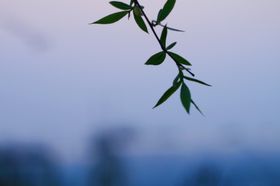 树叶绿植花环