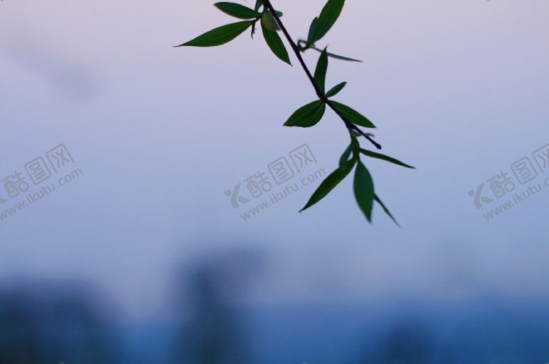 编号：51092001251006521637【酷图网】源文件下载-绿植绿叶树叶