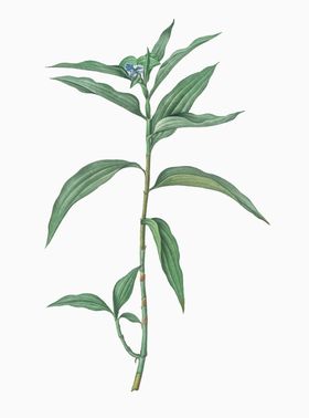 叶子美丽花纹手绘花花纹花朵