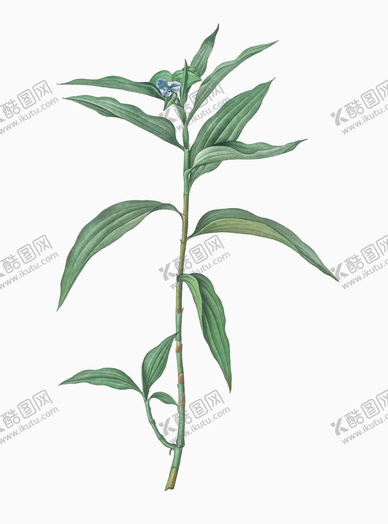 编号：18396007140307557392【酷图网】源文件下载-叶子