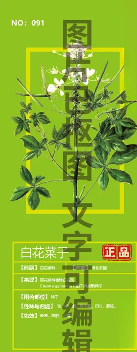 白花菜子