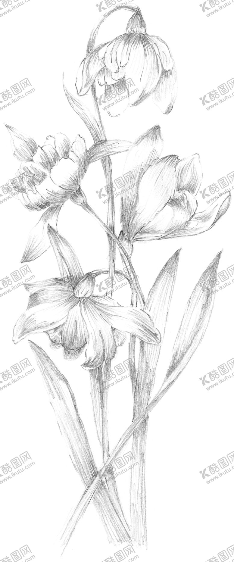 编号：53850605131606449180【酷图网】源文件下载-鲜花素材