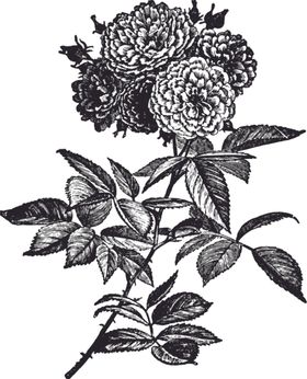 线描植物