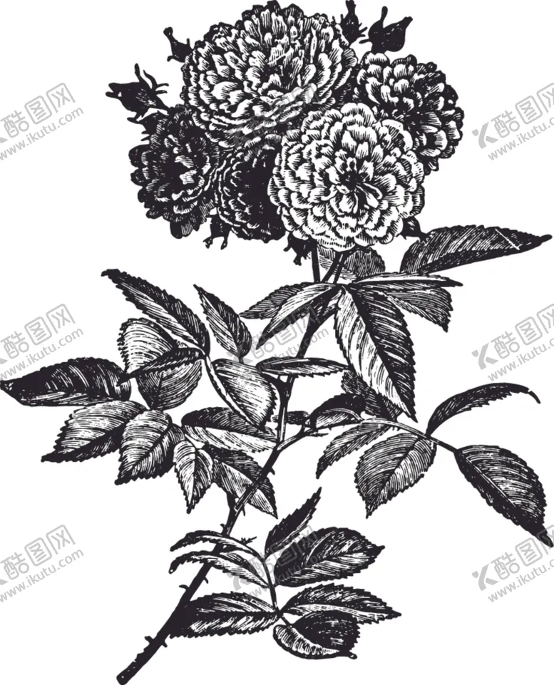 编号：13249807020458197993【酷图网】源文件下载-线描植物