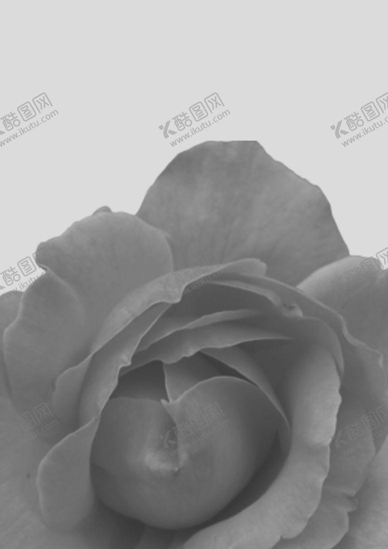 编号：95763006231936313566【酷图网】源文件下载-玫瑰花背景图