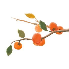 枝头硕果累累的橙色柿子