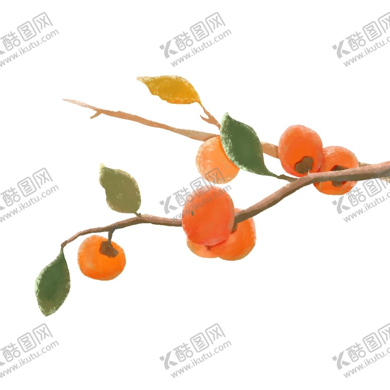 编号：51092304101343486714【酷图网】源文件下载-枝头硕果累累的橙色柿子
