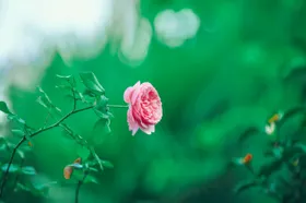 玫瑰摄影绽放花自然景观