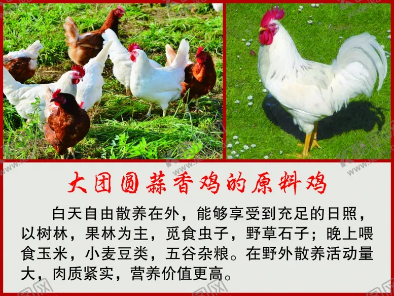 编号：34148301251549262566【酷图网】源文件下载-蒜香鸡的原料鸡