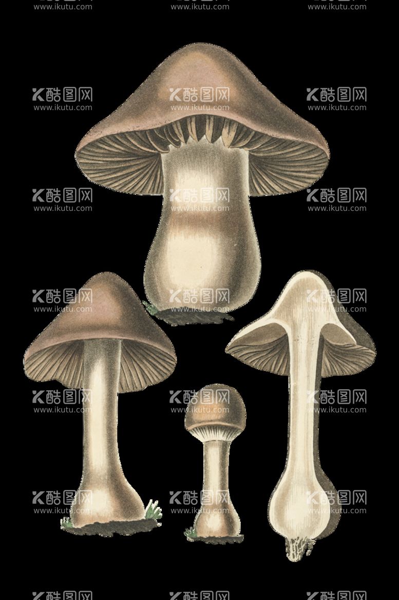 编号：55871010190218281313【酷图网】源文件下载-手绘蘑菇