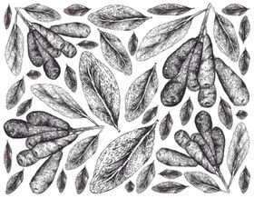 线描植物