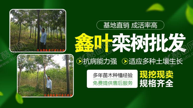 编号：83665501200322484033【酷图网】源文件下载-树苗批发大图