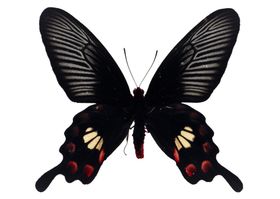 蝴蝶图案插画花纹