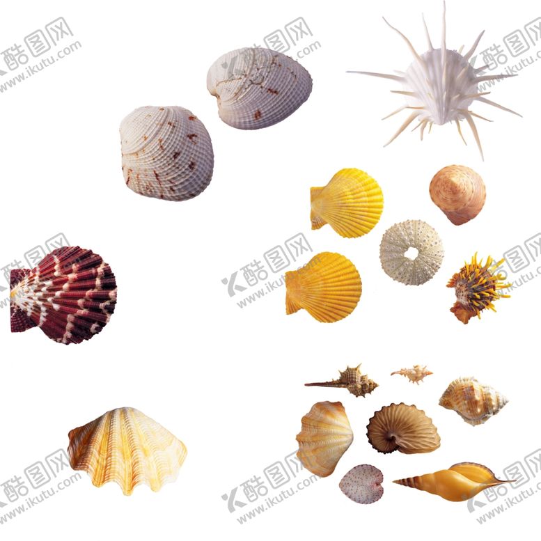 编号：24361905180137078849【酷图网】源文件下载-贝壳素材