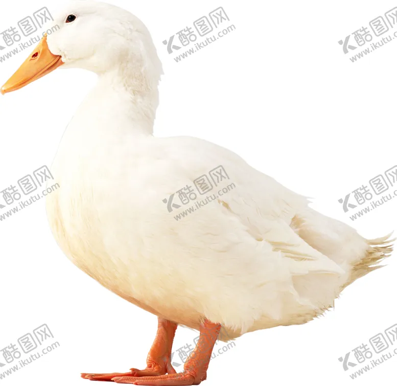 编号：37846304200859423262【酷图网】源文件下载-鸭子
