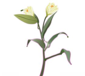 药材花