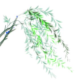 柳条柳枝
