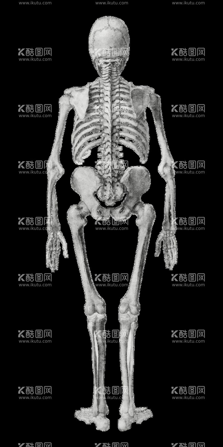 编号：13024711111231399512【酷图网】源文件下载-骨头素材