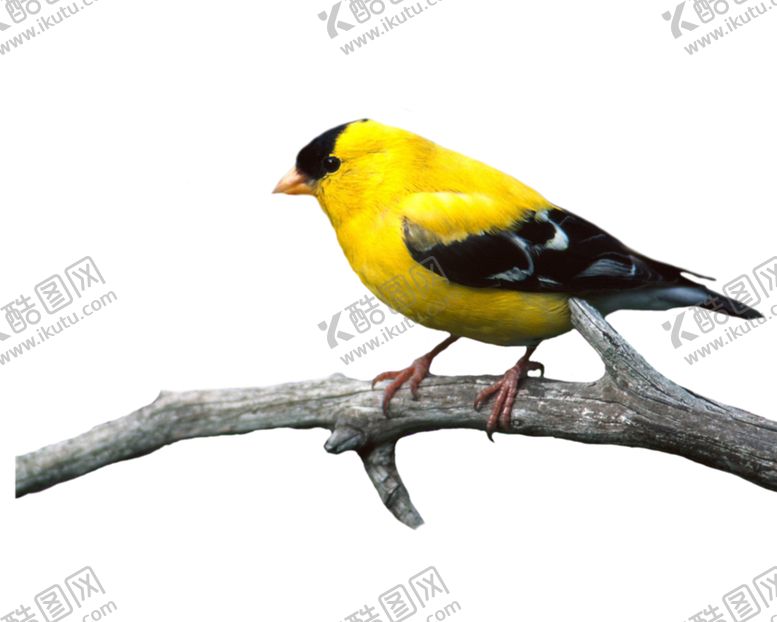 编号：48796709170326282315【酷图网】源文件下载-小鸟野生动物