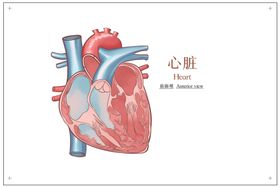 关爱心脏健康图片