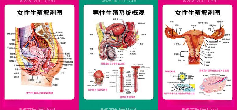 编号：38661512210714462934【酷图网】源文件下载-器官解剖图