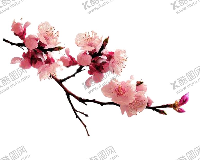 编号：65721506172128534931【酷图网】源文件下载-桃花素材