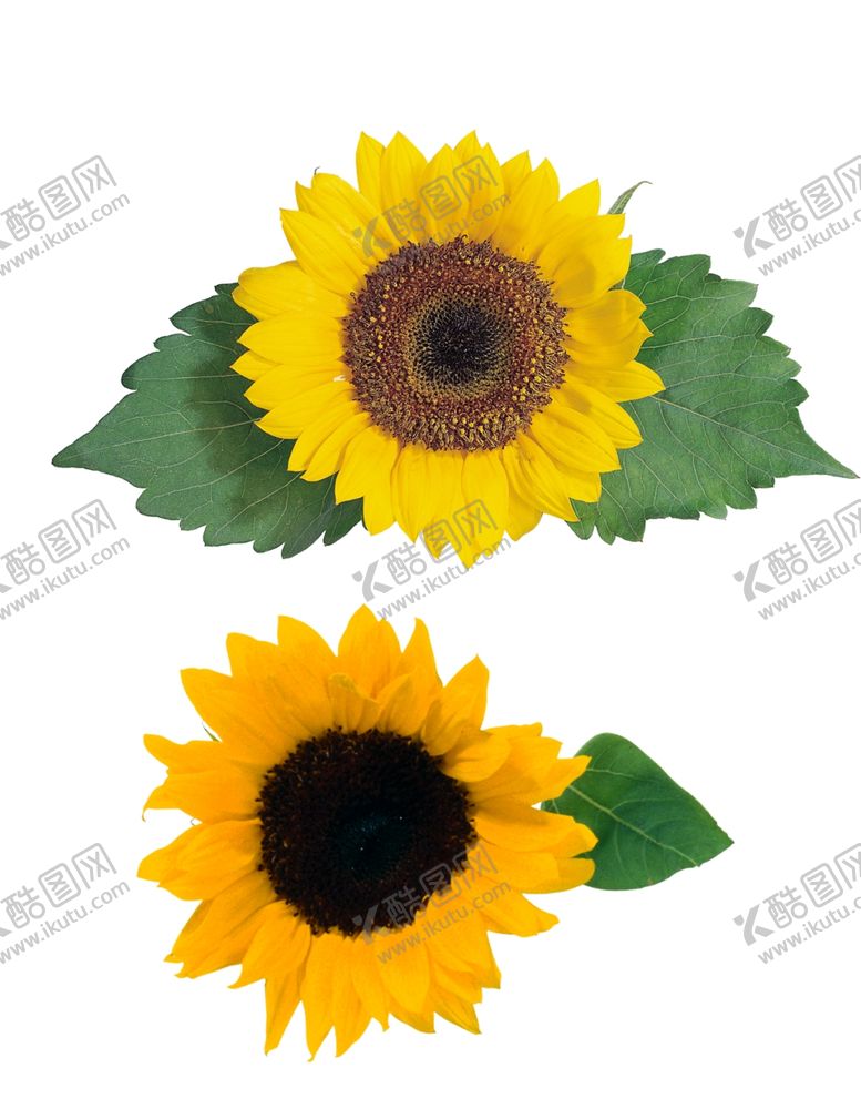 编号：49967310040001269974【酷图网】源文件下载-向日葵