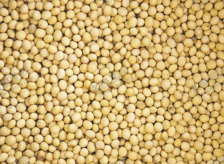 编号：70664509112215088998【酷图网】源文件下载-黄豆