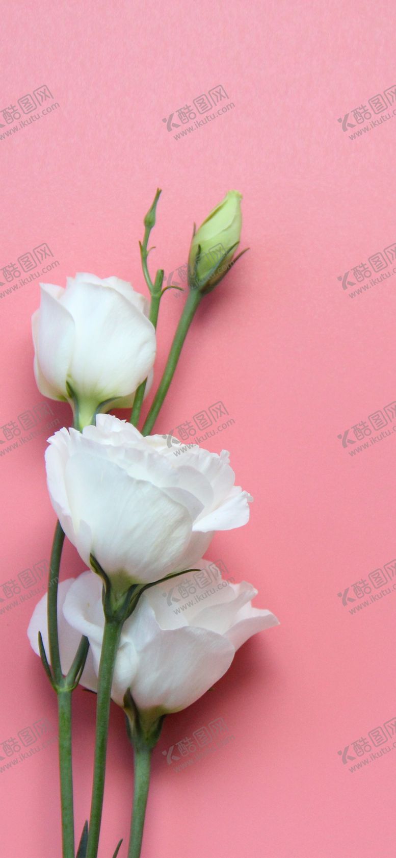 编号：91700005181412537887【酷图网】源文件下载-手机壁纸