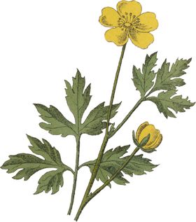 花草插画