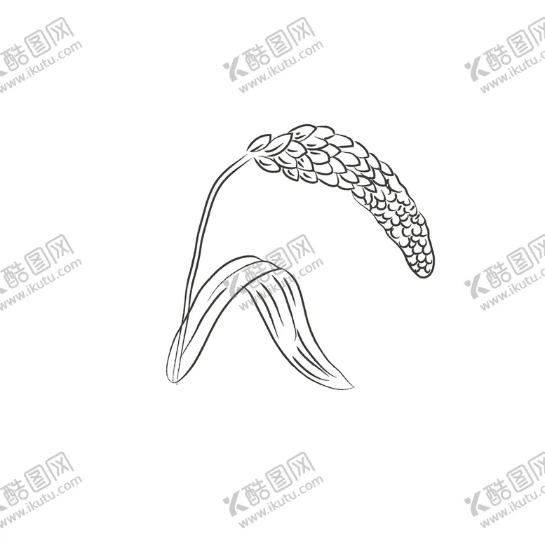 编号：91528309281503398206【酷图网】源文件下载-高粱线稿