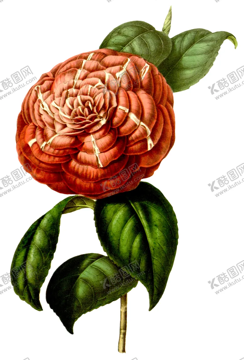 编号：36080607050431088162【酷图网】源文件下载-复古花朵植物图案
