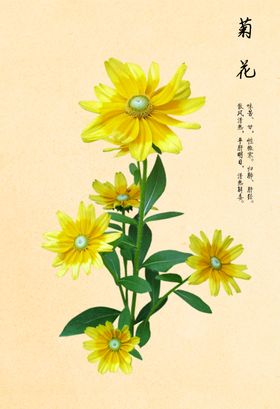 中药菊花