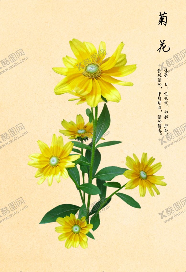 编号：23588310222327136875【酷图网】源文件下载-中药菊花