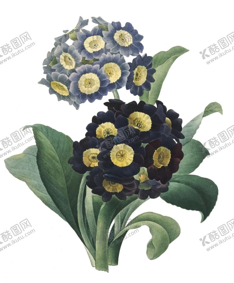 编号：95788909201651383279【酷图网】源文件下载-复古花