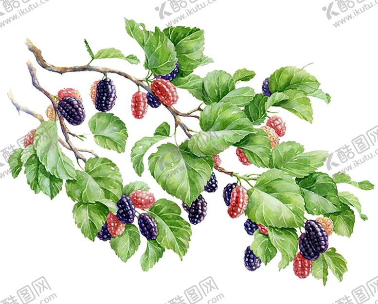 编号：61306510291247044748【酷图网】源文件下载-水果