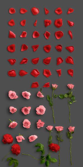 玫瑰花瓣