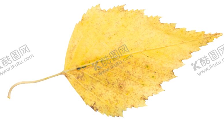 编号：82967810020052227668【酷图网】源文件下载-树叶