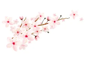 梅花桃花PNG广告设计卉水墨免扣素材